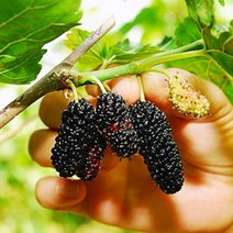 2023년 새콤달콤 고창 제철 햇 오디 급냉 생과 특품2kg, 단품