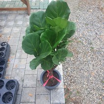 90~130cm 299 떡갈고무나무 매력둥이