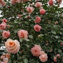 묘목/ 덩굴장미 줄장미/바로크 rose023