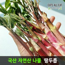 이츠올릿 자연산 국산 나물 봄 땅두릅 500g 여름 두룹 산나물 두릅 드룹