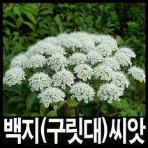 백지/백지씨앗/구릿대씨앗/구릿대종자100립/도시농부