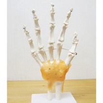 인체 손 뼈 관절 모형 실물크기 학습용 연구 과학 실습 원리 관찰 창의 의학 교구 병원 수업
