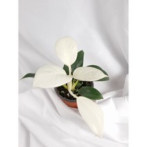 서비내 화이트콩고 (작은개체 출고) 수입식물 희귀식물 키우기 플랜테리어 인테리어 공기정화식물