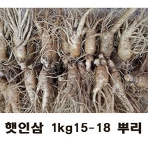 햇 인삼 가정용인삼 5년근 1kg 대사이즈 (15-18뿌리), 난발삼 세척원해요(O)