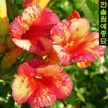 유럽 능소화 특선 (15cm포트), 01. 플라멘코 15cm 포트, 1개