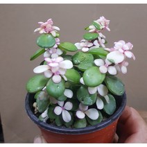행복한꽃순이/무늬아악무(8cm), 10개