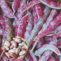 얼룩 난쟁이 강남콩 채소 씨앗 씨 종자 품종 콩 30g 품종-72394EA, DD_ 본상품선택