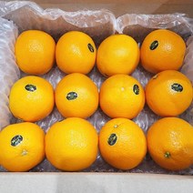 고당도 네이블 오렌지 특대과 10-20과 3-6kg, 02.네이블 오렌지 특대과(20과/300g내외)