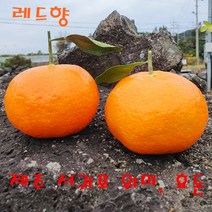 제주 서귀포 위미 효돈 레드향 한라봉 당일수확후 배송 2kg 3kg 5kg 가정용과 선물용세트, 3kg(가정용)