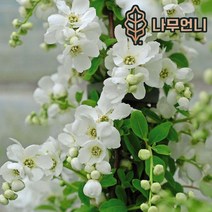 가침박달나무 가침박달 정원수 나무언니, 실생2년 (2개묶음)