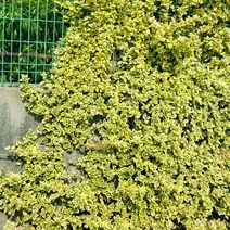 노랑 줄사철나무 x 10포트 다년생 노지월동가능