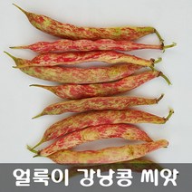 [해피플라워] 비덩굴성 왜성종 얼룩이강낭콩 씨앗 60립 / 봄 파종 웰빙식품 종자