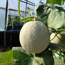 산지직송 고당도 멜론 꿀메론 3.5kg 2수