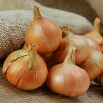 국내산 노지 햇양파 특품 2kg 3kg 5kg 10kg 양파효능 쥬스, 3kg 특