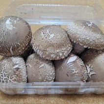 굿프렌드 [신선]국내산 송화고 버섯 실속형500g/1kg, 실속형1kg(500g 2팩)