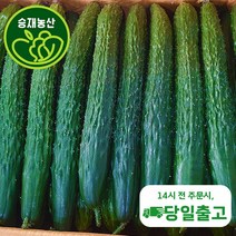 승재농산 국내산 가시오이 청오이 오이 특등급 10kg내외, 특1박스( 10kg내외 ), 1개