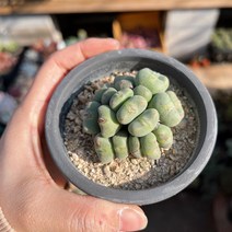 (공주네다육이화원) 차우바니에 군생 코노피튬 리톱스, 1개