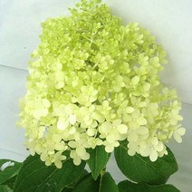 충주원예조경/목수국/라임라이트/30cm(전후)/포트묘/10주, 주