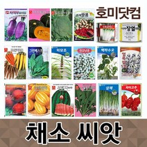 채소씨앗 모음/우수종자/야채 고추 시금치 파 옥수수 호박 토마토, 근채류/과채류, 근채73. 적양파(레드링볼)