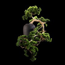 인조 소나무 상록수 분재 중식 호텔 매장 장식품 실내 조경, D모델110x70CM, 1개