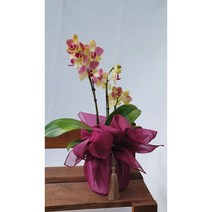 유락 호접란 - 보자기 / 부산꽃 개업 축하 승진 어버이날 화분 예단 상견례 보자기 난 부모님 선물 스승의날, 노란색