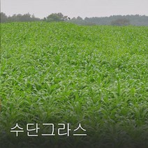 엔앤케이 수단그라스 씨앗 5kg 녹비작물 종자, 1개