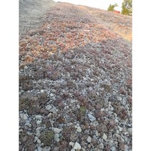 노지 와송모종 판매합니다(100개.3만원)