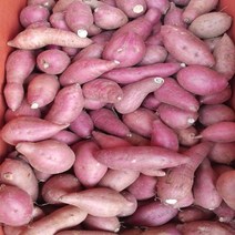 아주작은 팍팍한 밤고구마 5kg