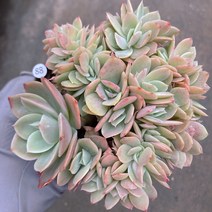 [다육이아지트]파스텔철화