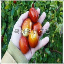 목하원예조경 왕대추나무 묘목 (다왕자우)접목1년, 1개