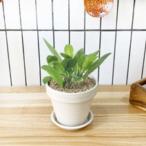 1+1 명월초 키친허브 화분 세트 로즈마리 딜 바질 베란다 텃밭 허브 키우기, H30.명월초, H01.로즈마리