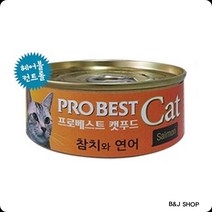 모질푸석한고양이윤기나는관리 아기고양이키우기 고양이키우는방법 애완고양이