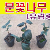 (D소망)분꽃나무(유럽종)모종(4치 포트) 2그루
