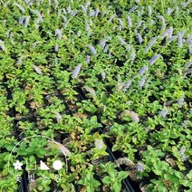 [10포트] 꽃빛농원 부산 꼬리풀 3치 포트 베로니카 모종 여름꽃 야생화, 3치포트 (10개)