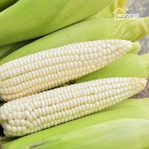 우리가스토리 탱글탱글 냉동 삶은 찰옥수수 40개(10cm~12cm내외) 홍찰 백찰 옥수수, 홍찰옥수수 36개(12~14cm내외)-1봉