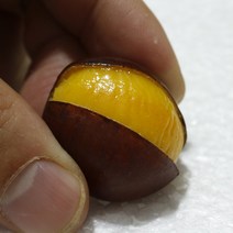 모형 음식모형 핫도그모형 음식 핫도그 미니어처 카페 인테리어, 밤나무 모델