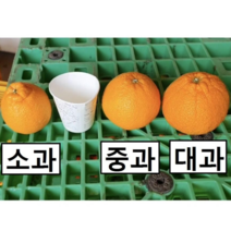 양천농장 노지 한라봉 제주도 감귤 5kg 10kg 고당도, 10Kg (38~46개) 소과~대과 랜덤