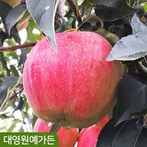 뿌리묘) 신품종 사과나무 4종 미니사과 아리수 미야비 황금사과, 01. 미니사과(루비에스) 접목1년