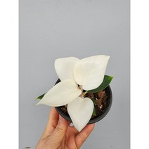 콩고 화이트 60