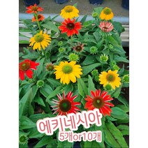에케네시아 5개 10개/노지월동 가능 다년초 에키네시아, 10개