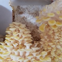느타리버섯 재배기2.3Kg -국내 가장 오랜 전통의 버섯종균회사 삼구농원 재배기2개, 2개
