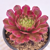 메두사금 다육이 키우기 다육식물 랜덤91-20, 단품, 1개