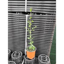생장점 무 외목대 올리브나무 소품 25~40cm 79