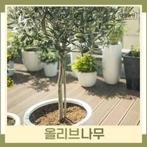 올리브나무 묘목 화분 1개