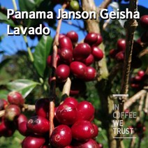 생두 파나마 잔슨 게이샤 워시드 라바도 1kg 게이샤생두, 1개