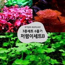 [착한수초] 랜덤수초 저리가라 저렴이세트수초 B 6촉 레드카붐바 노치도메 루드위지아슈퍼레드 / 구피 새우 은신처 초보수초 수초레이아웃 수초어항