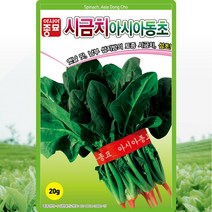 아시아 동초시금치 씨앗 월동 시금치 씨 종자 20g, 1개