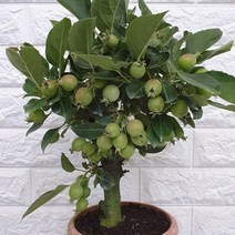 사과나무 - 애기사과나무36, 1개