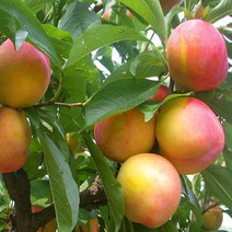 [나무의모든것] 자두나무묘목 접목묘, 왕자두 접목묘 상묘, 1개