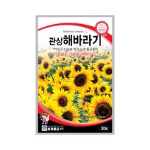 모칸도 세계 관상해바라기꽃씨 30립